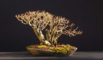 privet bonsai